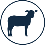 lamb icon